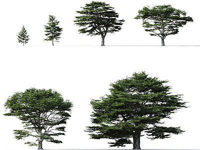 3d树木雪松模型