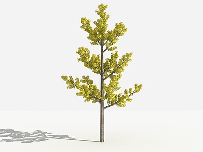 3d现代银杏灌木树模型