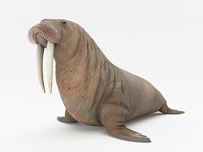 海象模型3d模型