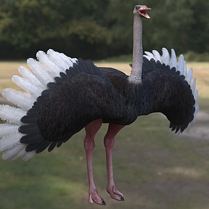 非洲鸵鸟野生动物生物3d模型