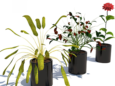 3d现代植物花草组合模型