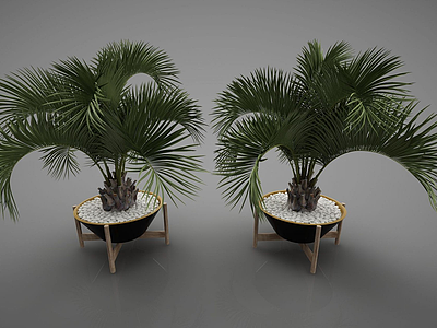 3d富贵椰子盆栽模型