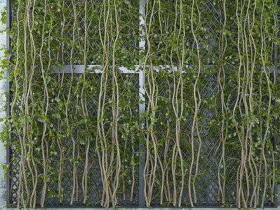 3d清新藤蔓绿植墙模型
