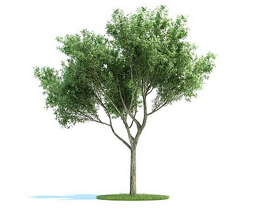 3d银杏树绿色模型