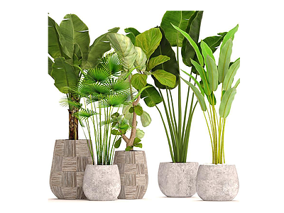 植物3d模型