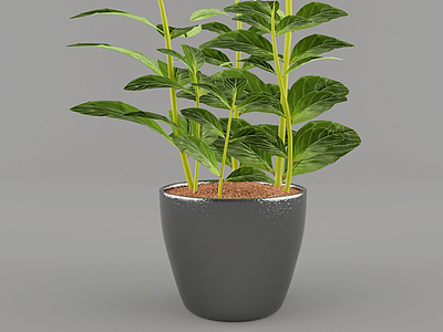 现代清新绿植室内盆栽3d模型
