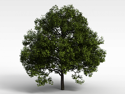 3d茂盛的绿树模型