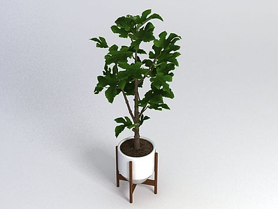 3d室内盆栽植物免费模型