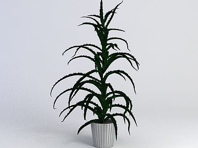 3d植物模型