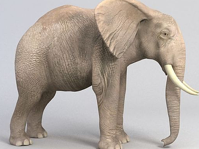 大象模型3d模型