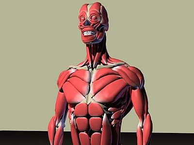 人体骨骼肌肉图模型3d模型