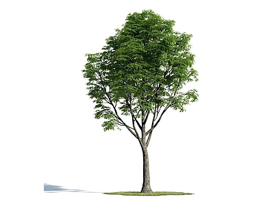 绿化乔木模型