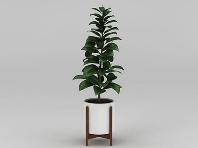 观叶绿植盆栽模型3d模型
