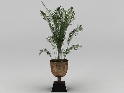 室内散尾葵绿植盆栽模型3d模型