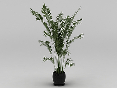 3d室内花盆绿植散尾葵模型