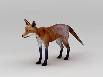 红狐模型3d模型