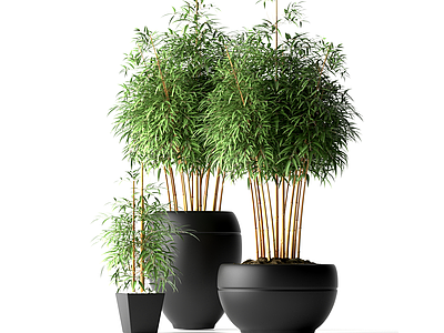 3d室内竹子盆栽模型
