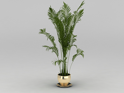 室内绿植散尾葵模型