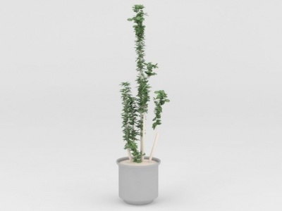 3d室内装饰植物模型