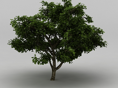 植物树木模型3d模型