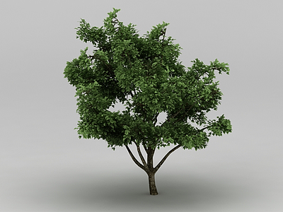 植物大树模型3d模型