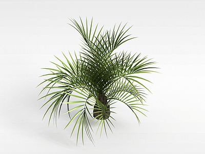 3d植物椰树模型