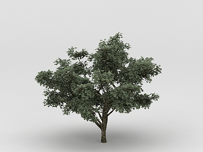 3d植物树木免费模型