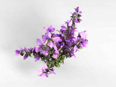 植物紫色花株模型