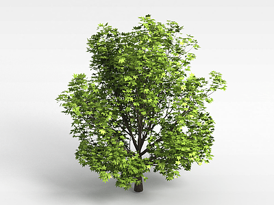 3d植物大树模型