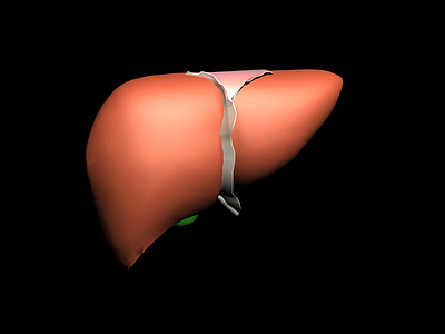肝脏模型3d模型