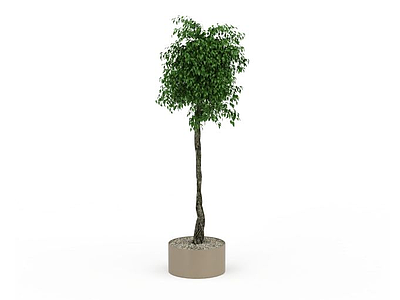 室内绿树盆栽模型3d模型