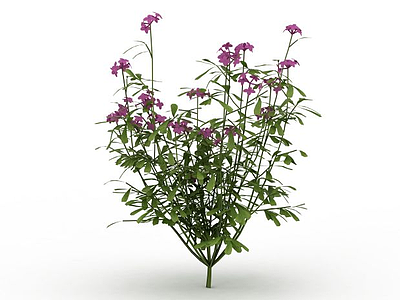 3d紫色花卉模型