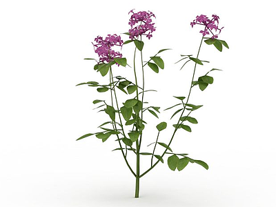 3d紫花植物模型
