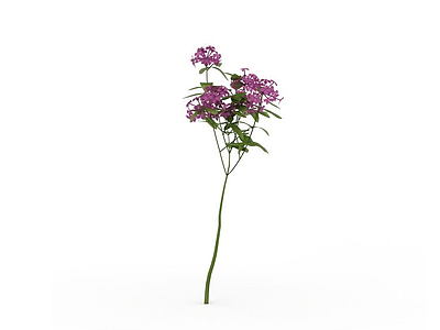 3d紫花植物模型