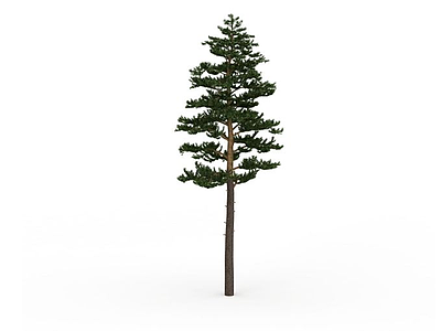 公园松树模型