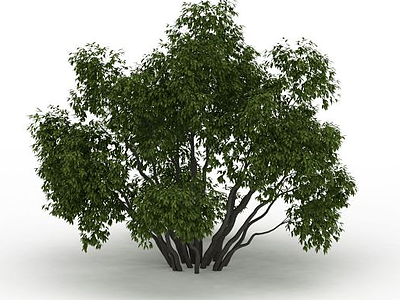 3d室外景观树免费模型