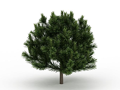 3d园林松树模型