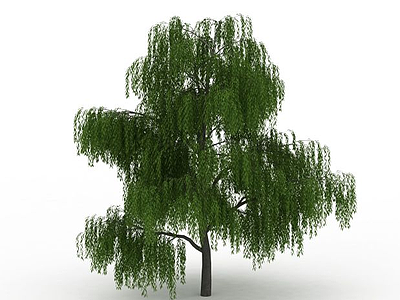 室外柳树模型3d模型
