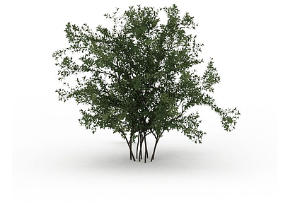 落叶景观树模型3d模型