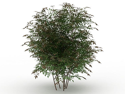 绿色落叶植物模型3d模型