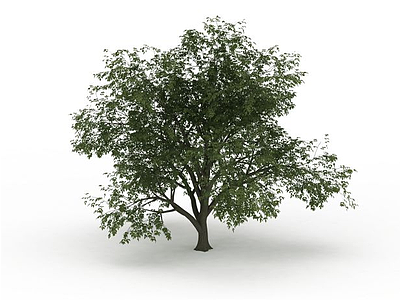 3d庭院细叶树免费模型