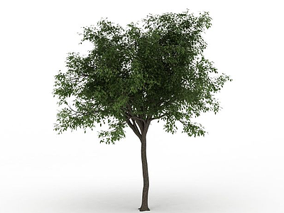 园林绿叶观赏树模型3d模型