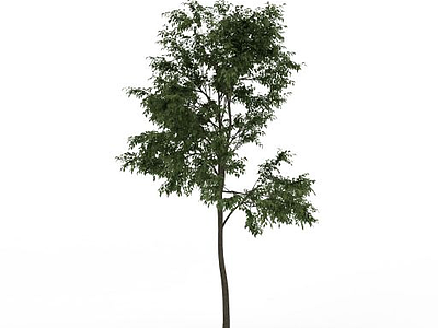 道路绿化景观树模型3d模型