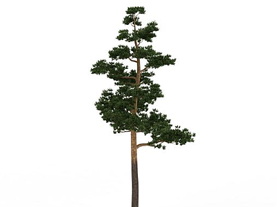 园林景观树模型