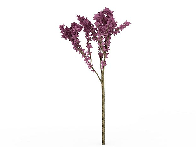 紫花树模型3d模型