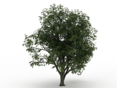 3d落叶景观树模型