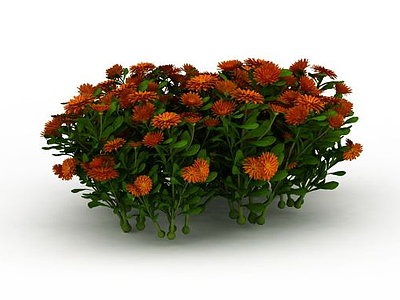 橘色园艺植物模型3d模型