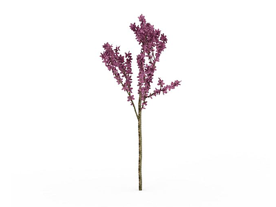 无叶紫花树模型3d模型