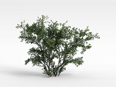 景观落叶树模型3d模型