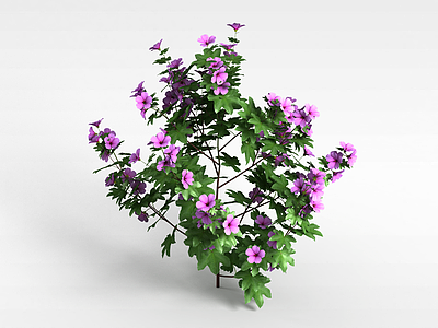 紫色花模型